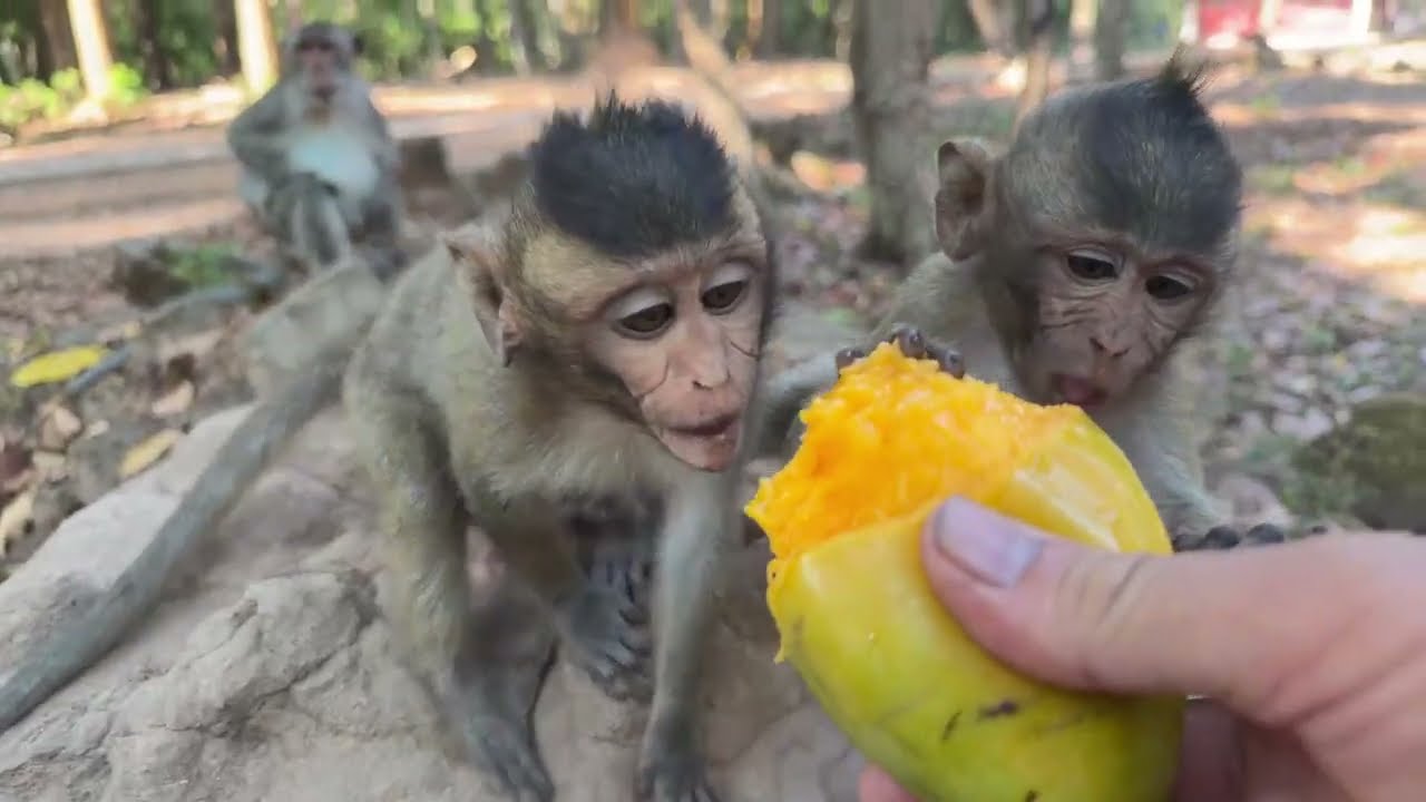 Just found these monkeys waiting me on my way