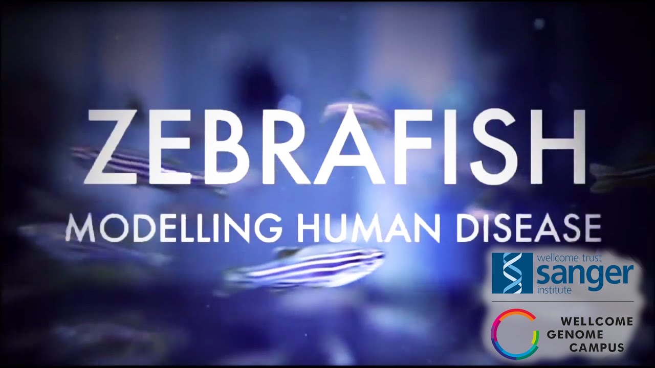 Zebrafish: Modelling human disease - Sanger Institute