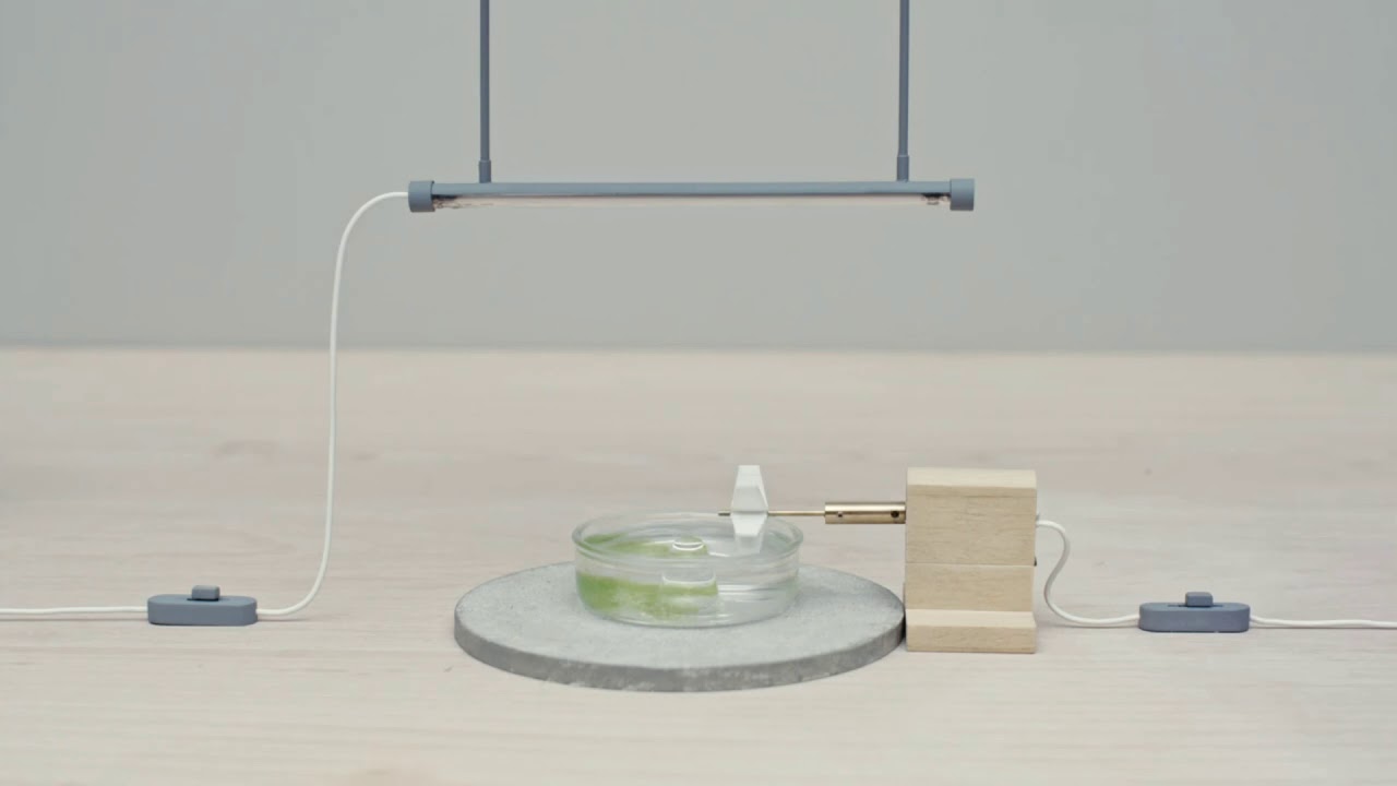 How to produce fuel from algae