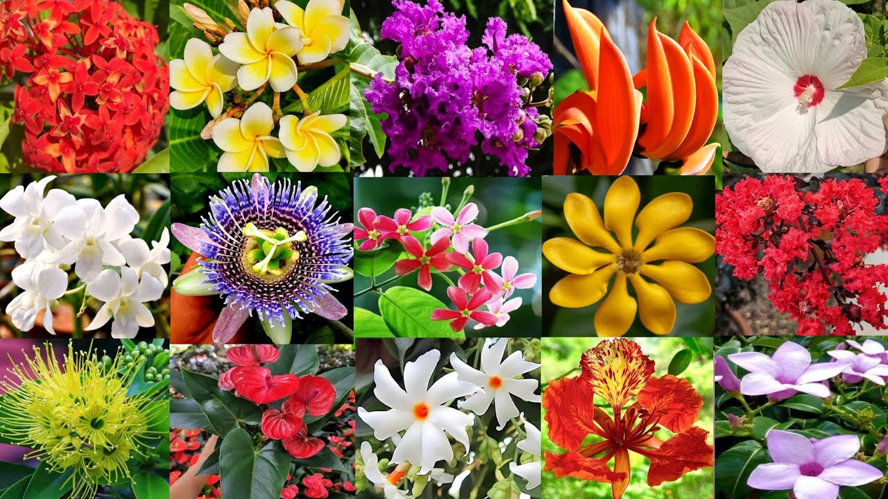 Kolkata Flower Plant Market | Wholesale Plant Nursery | All Types flower plants Online Sel