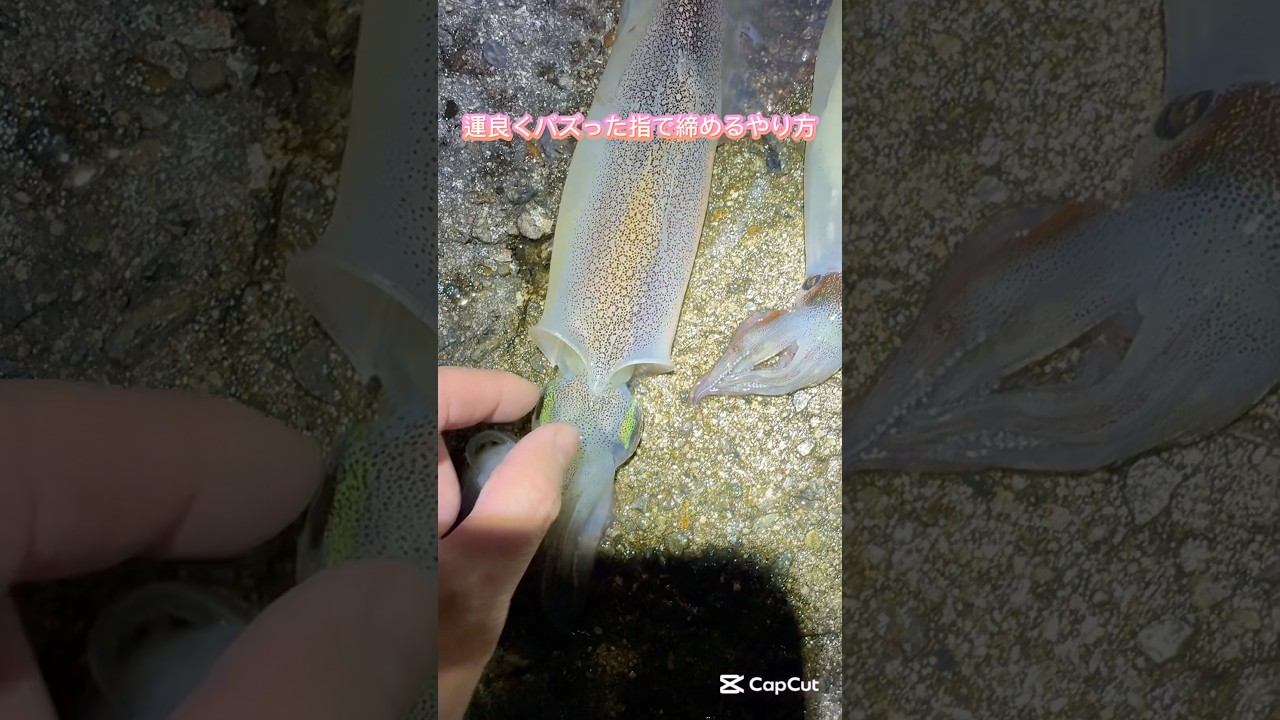 運良くバズらせて頂きました。綺麗に色が変わる締め方#釣り #ヤリイカ #アオリイカ
