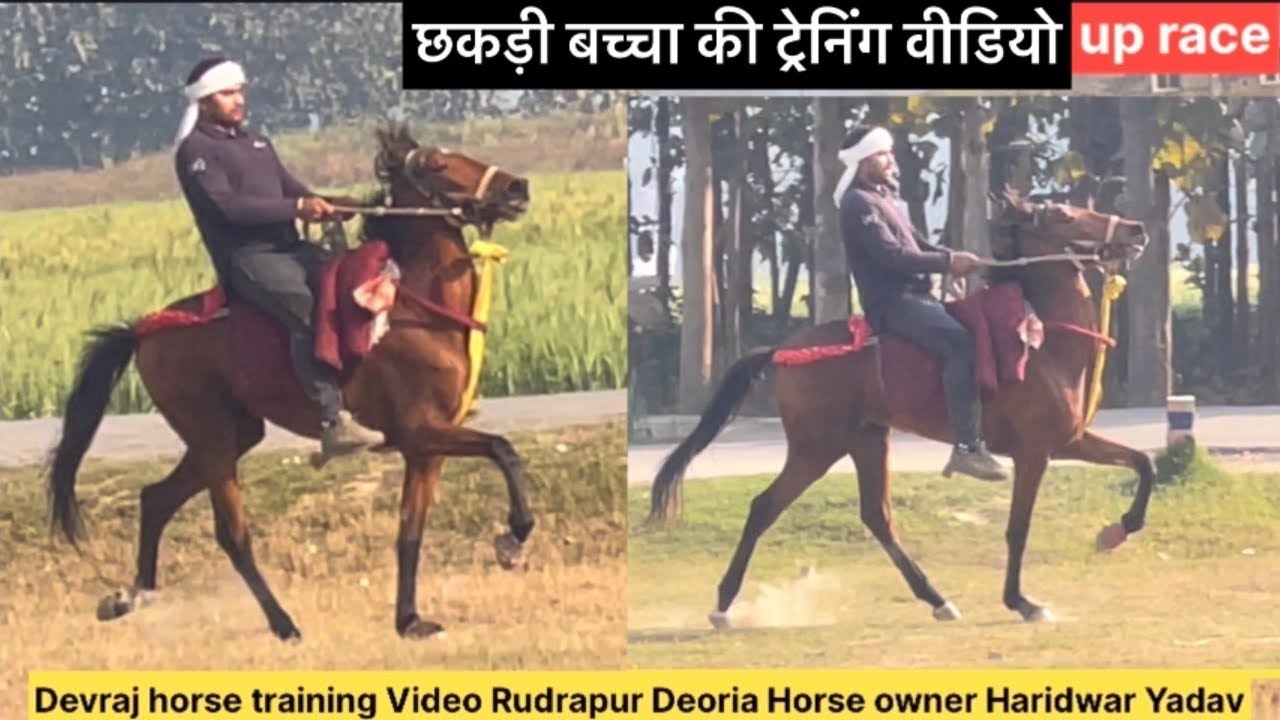Devraj horse training video Rudrapur Deoria horse owner Haridwar Yadav rider Harinarayan Yadav uprac