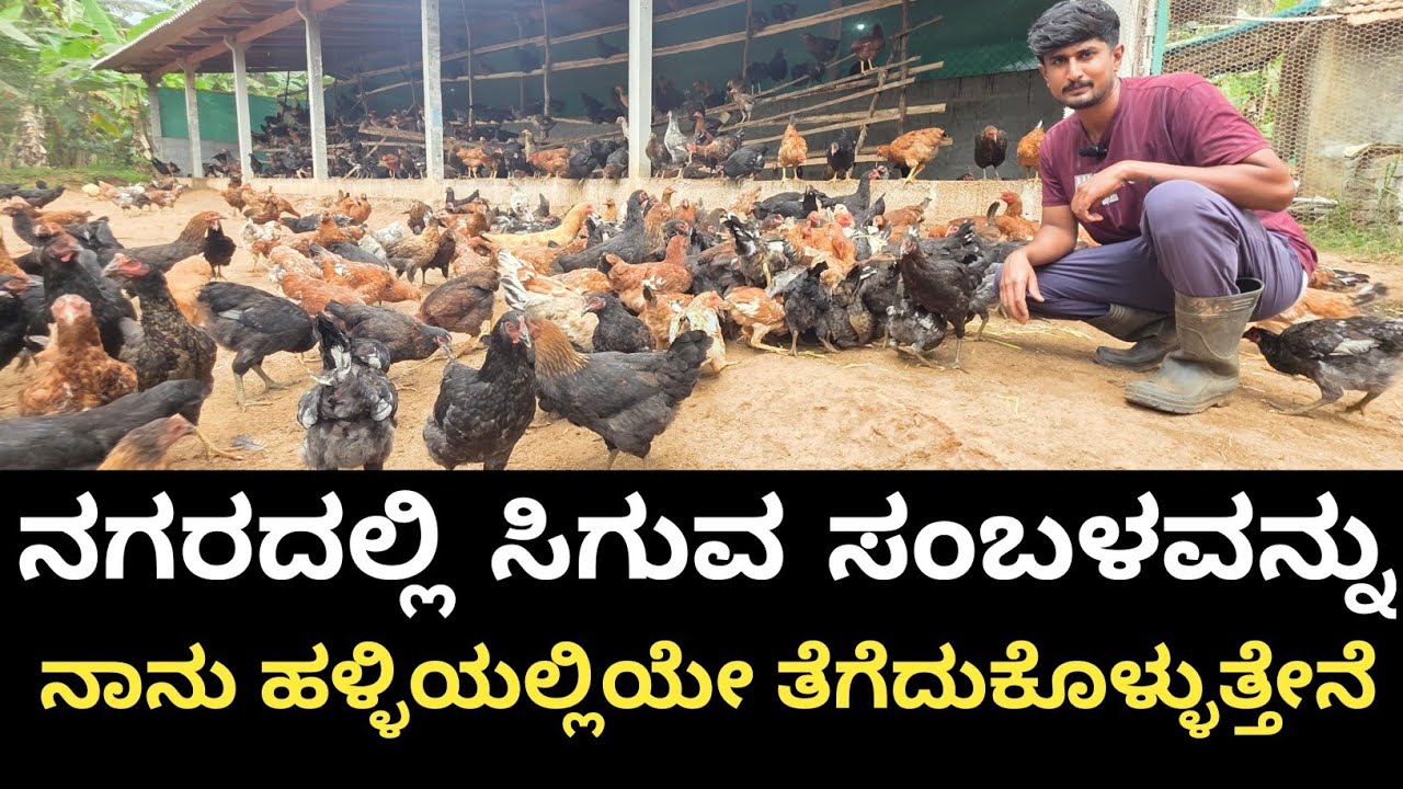 ನಗರದ ಜೀವನ ಬೇಸತ್ತು ಹಳ್ಳಿಯಲ್ಲೇ ಬಂದು ಕೃಷಿ ಜೊತೆ   ಮೊಟ್ಟೆ...ಇಡುವ ಕೋಳಿ ಸಾಕುತ್ತಿರುವ ಯುವಕ