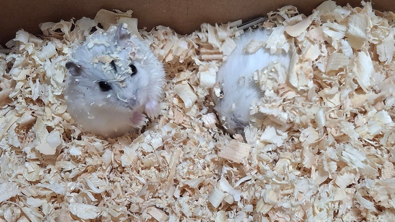 #animals #hamster #live