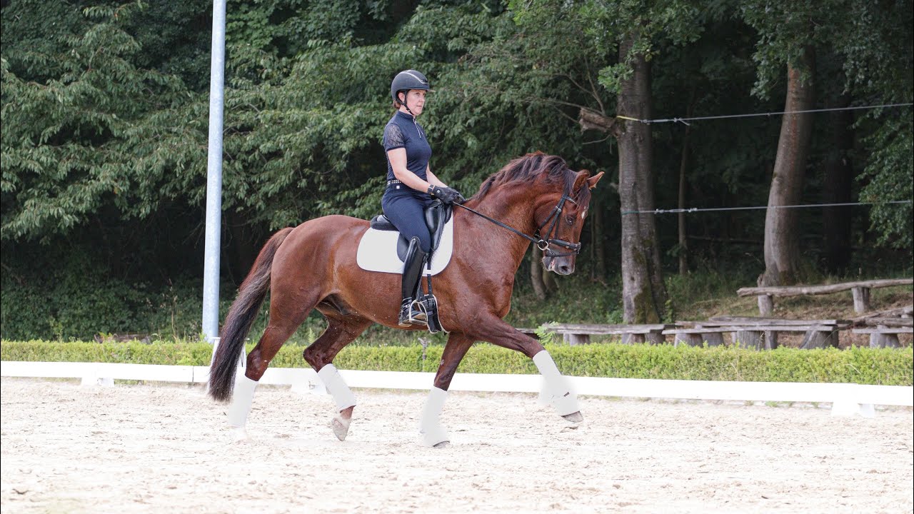 Oldenburg gelding 2019 by Vitalis - Donnerhall 