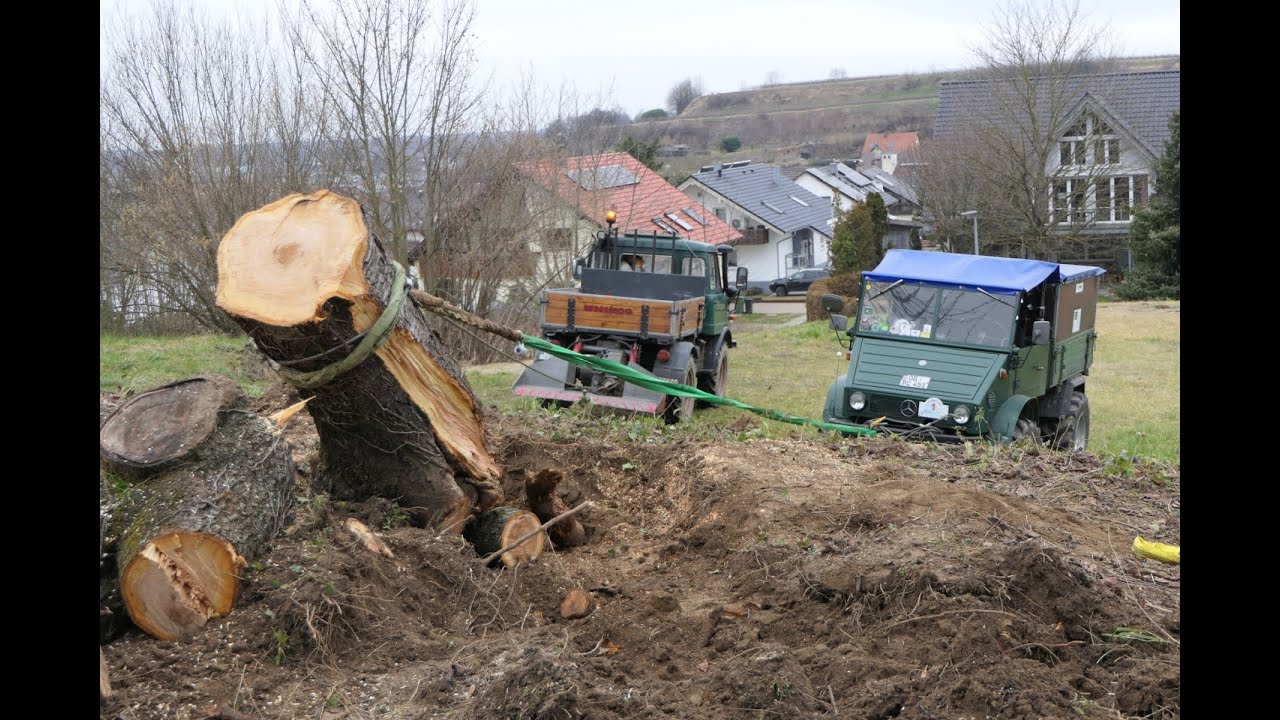 Kirschbaum umlegen mit Unimog 411 und 421