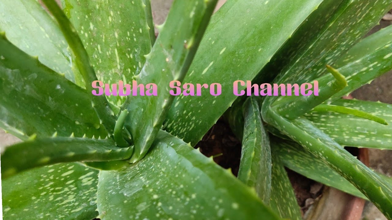 கற்றாழை வளர்ப்பு /Aloe vera plant care in tamil