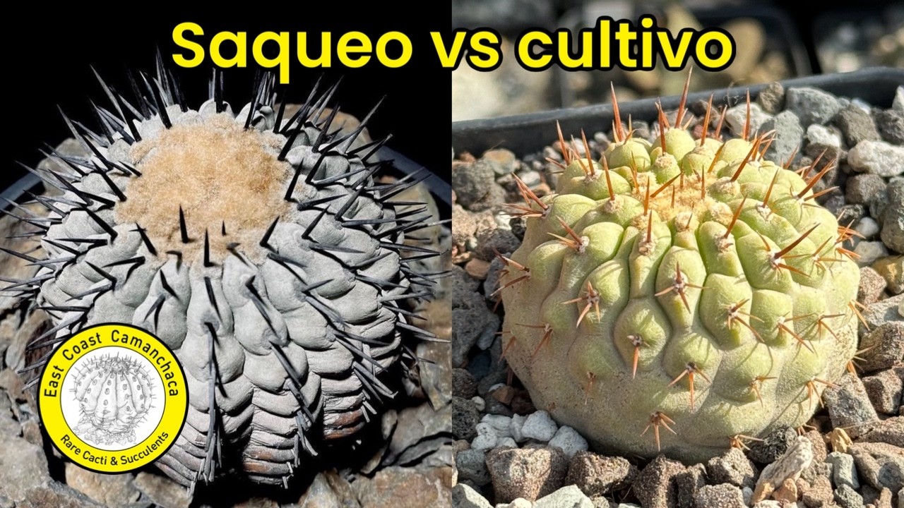 El lado oscuro de coleccionar cactus y suculentas - Porque no debemos comprar plantas saqueadas?