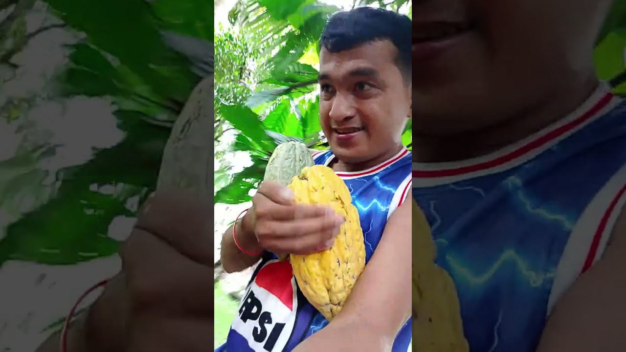 Harvest Tayo cacao sano