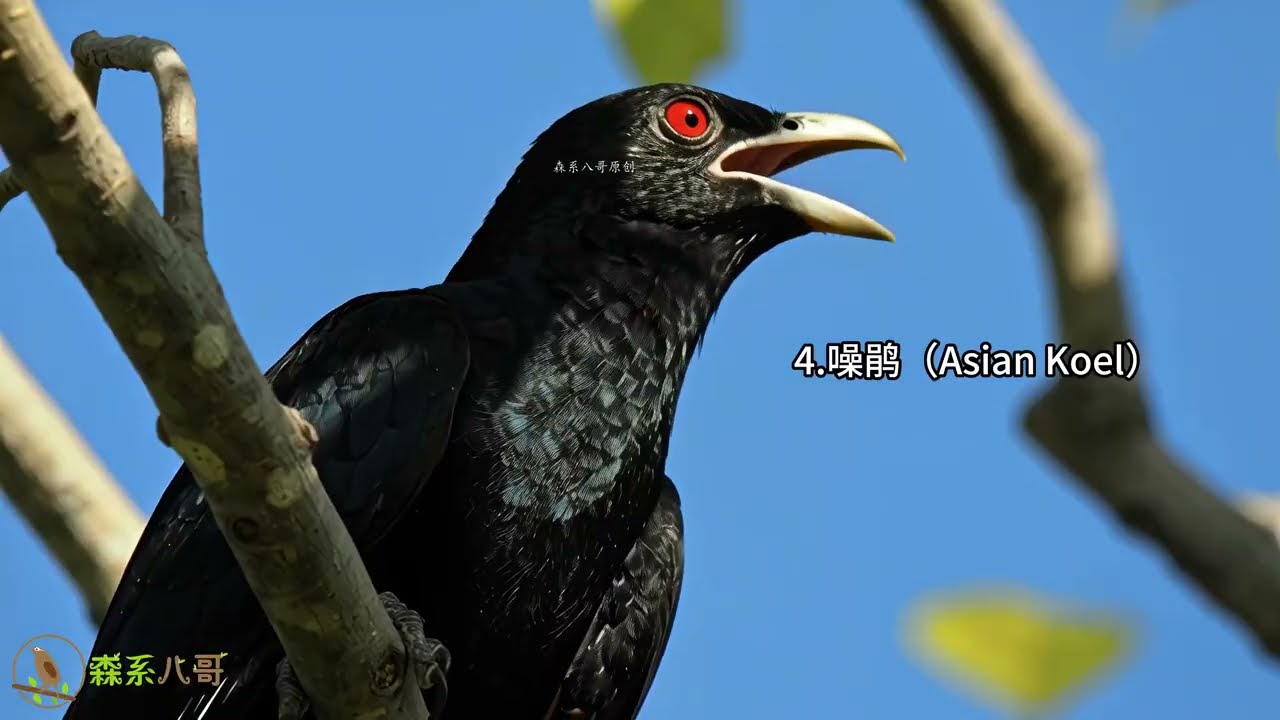 4K Forest Birdsong｜20 Common Bird Calls in Nature20种童年熟悉的鸟叫声，终于见到它们的真容了，好看又好听