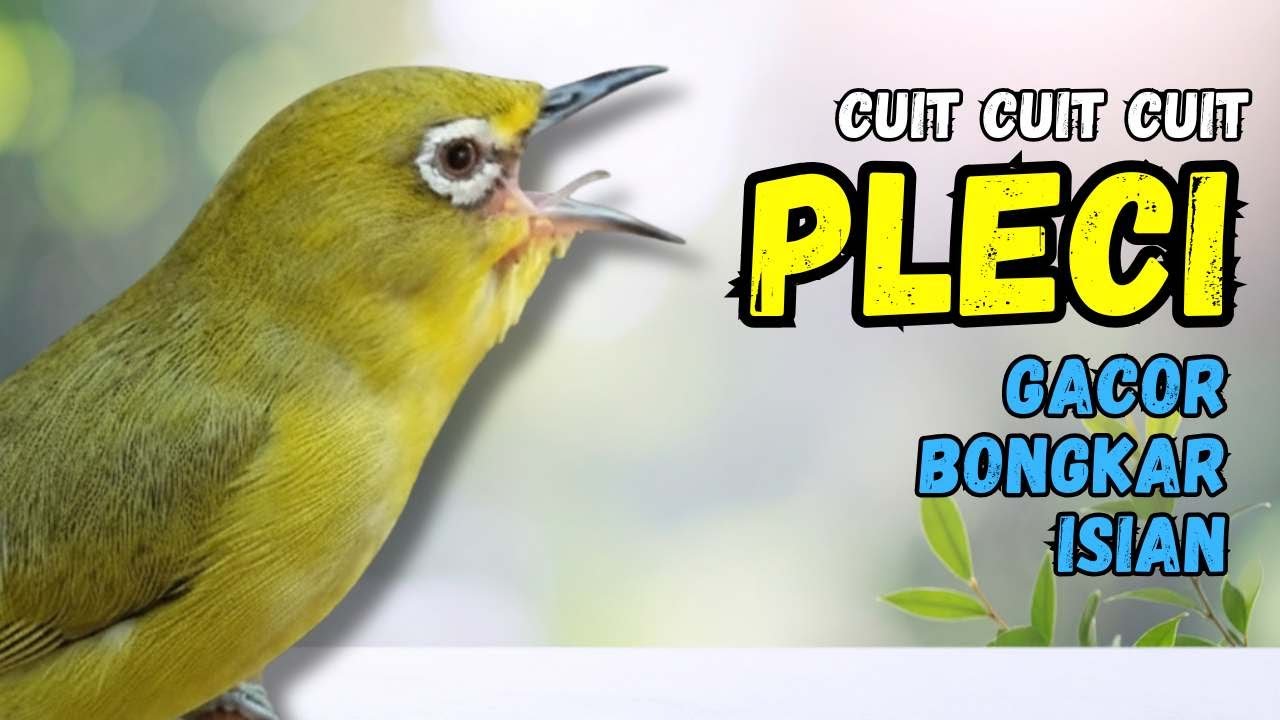 Pleci Cuit Cuit Nembak Materi Terapi Bikin Pleci Cepat Nembak
