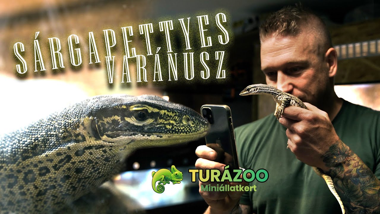 A sárgapettyes varánus (V. panoptes hornii) bemutatása és tartása.