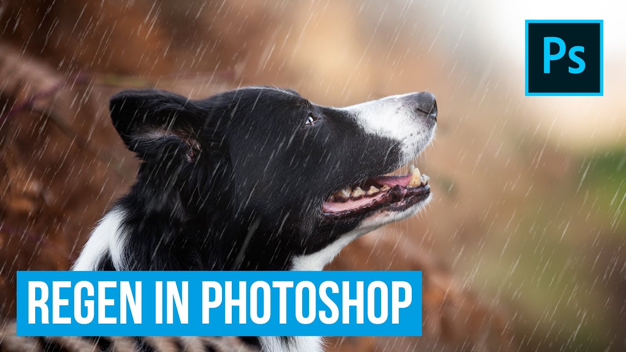 Hundefoto in Photoshop bearbeiten - Regen erzeugen - Hundeportrait