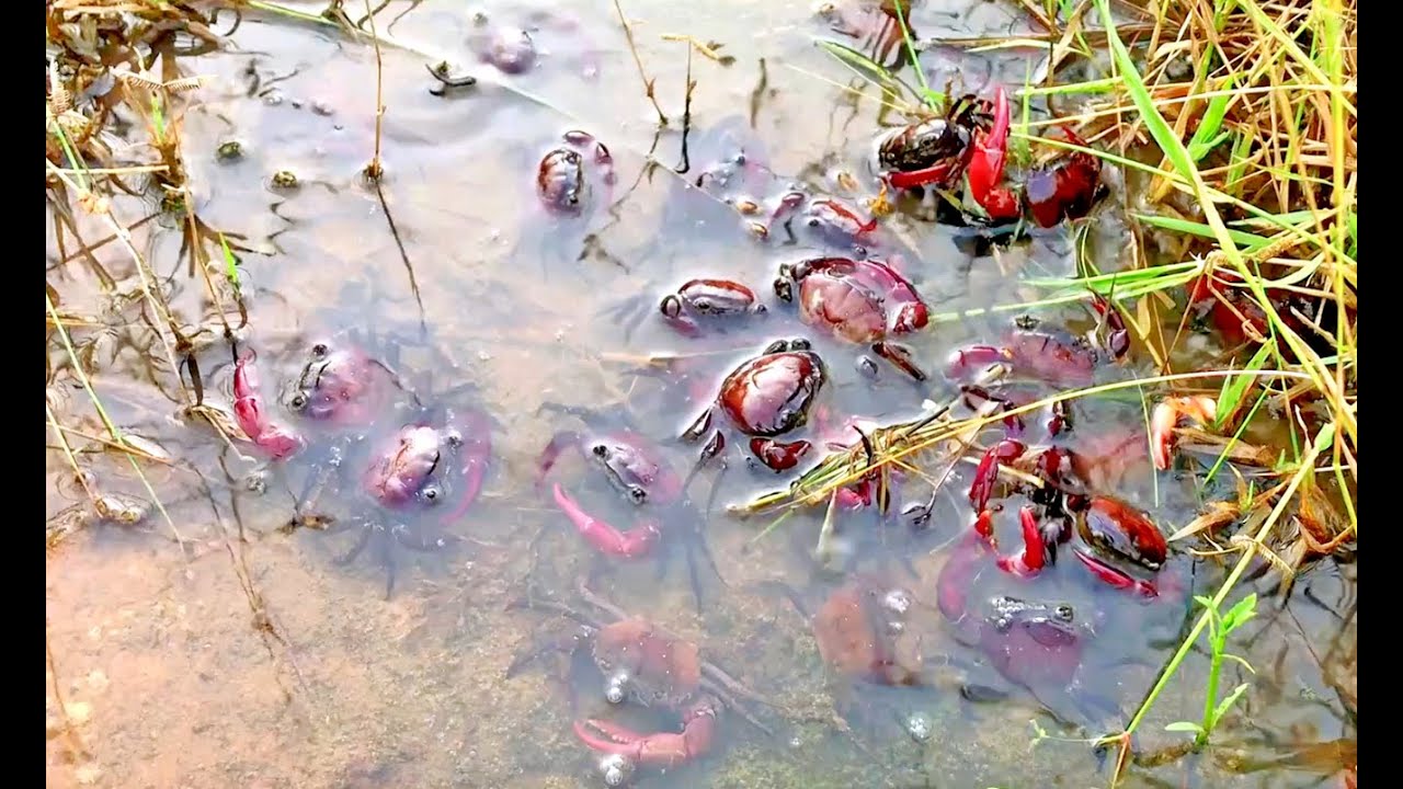 today Fishing Catching Crab, Red Crabs, ចាប់ក្ដាម