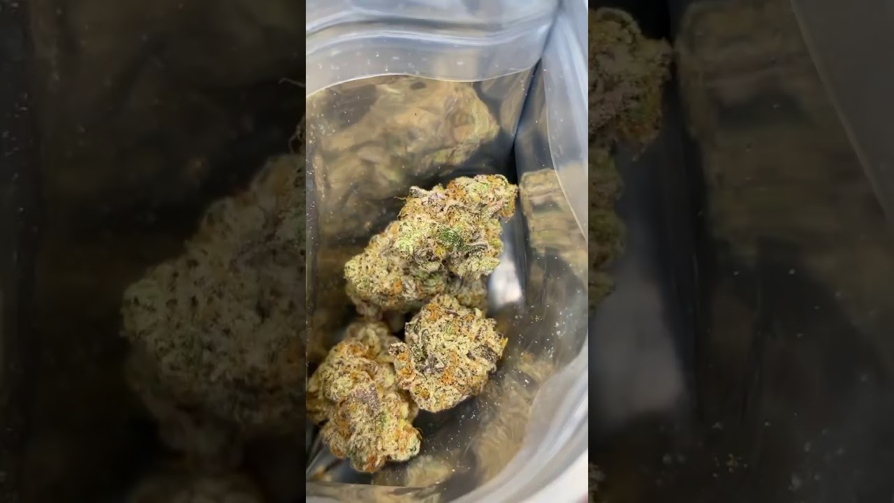 The soap by cookies Berner seedjunky genetics