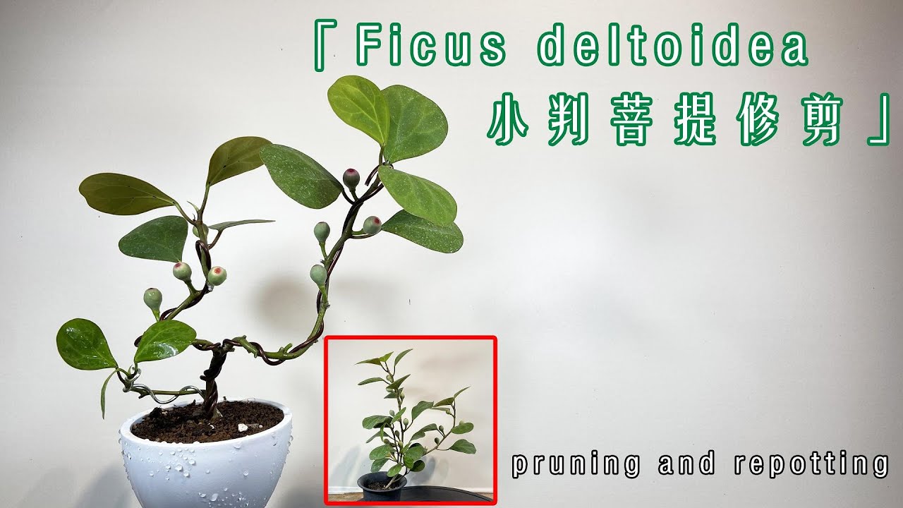 帶有可愛果實的金背榕！小判菩提修剪Ficus deltoidea pruning