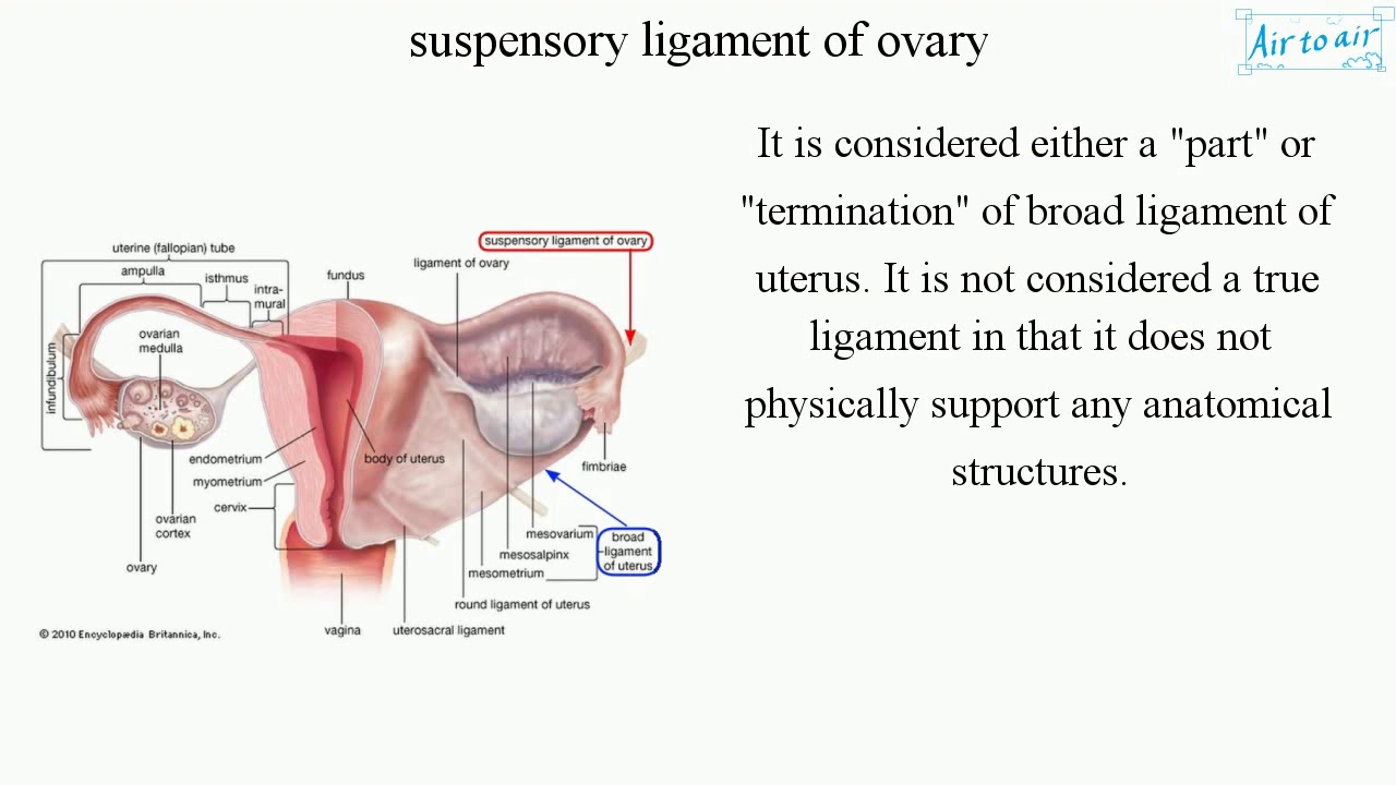 suspensory ligament of ovary