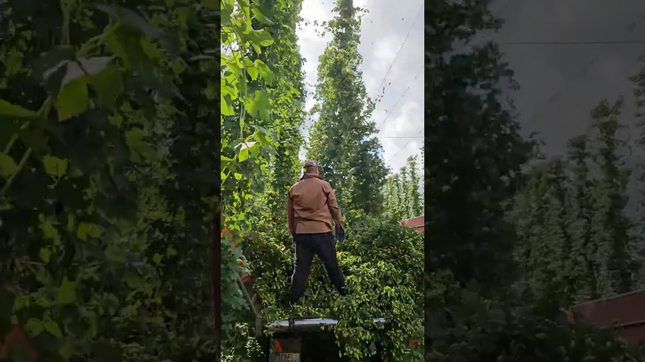 So sieht die Hopfenernte in der Hallertau aus | #heimischelandwirtschaft