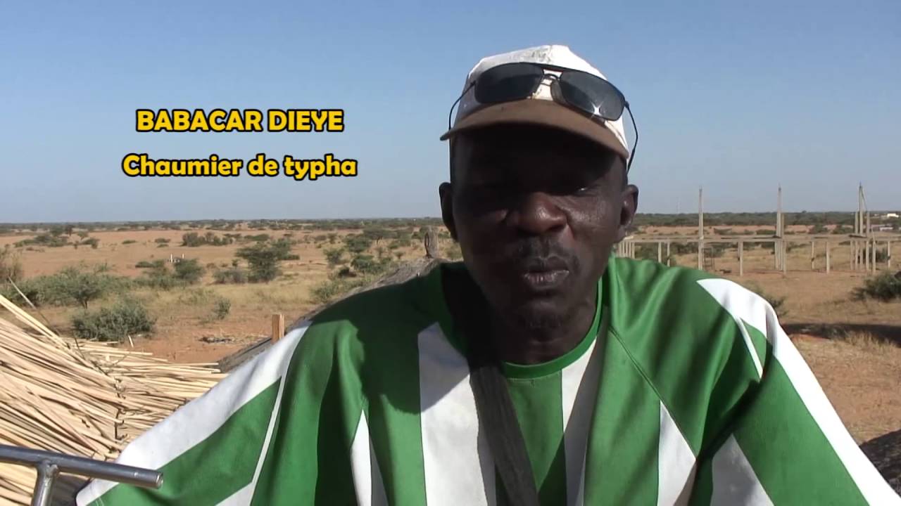 Le typha, source de développement durable: toitures en typha à AFRIKA MANDELA RANCH