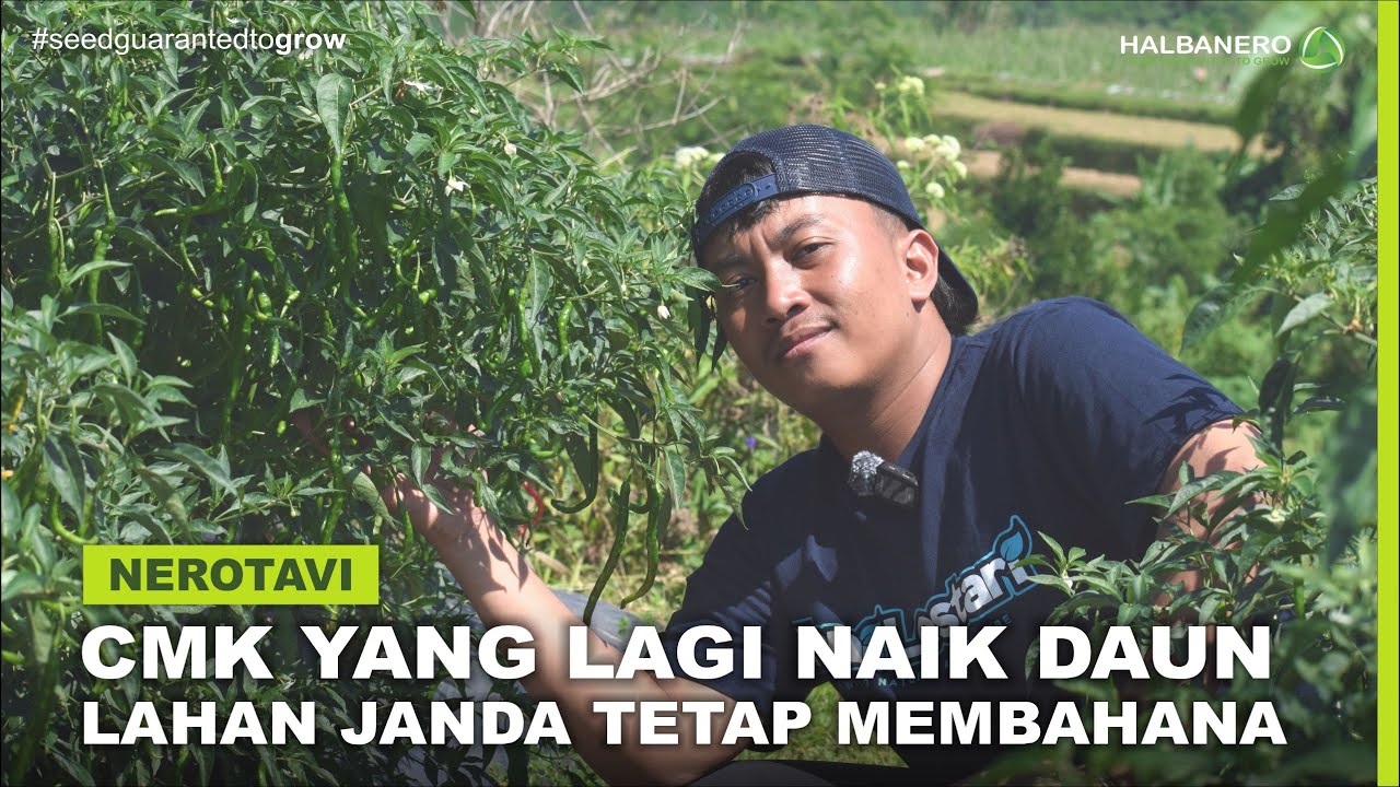 TIPS BUDIDAYA CABAI KERITING DAN ATASI LAYU FUSARIUM