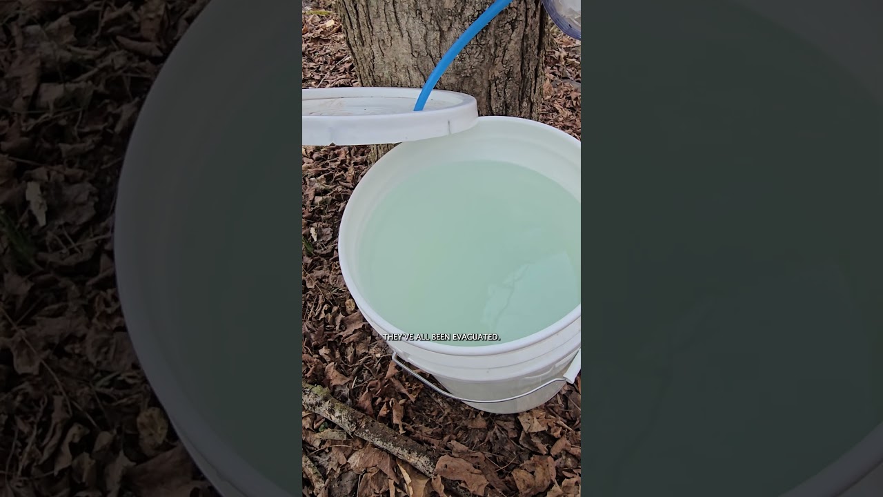 Collecting the end of the maple sap and pulling the tap