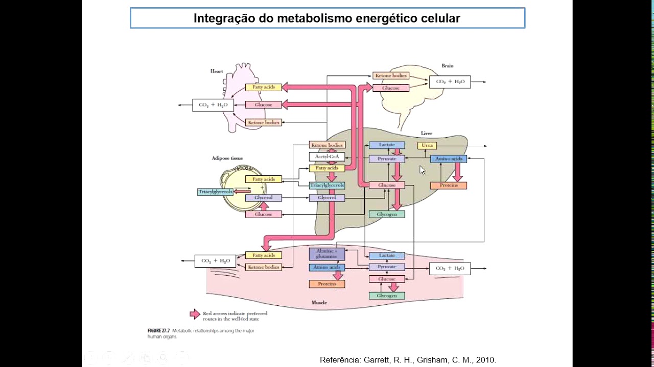 Integração do metabolismo energético - alimentado e jejum. Videoaula de 