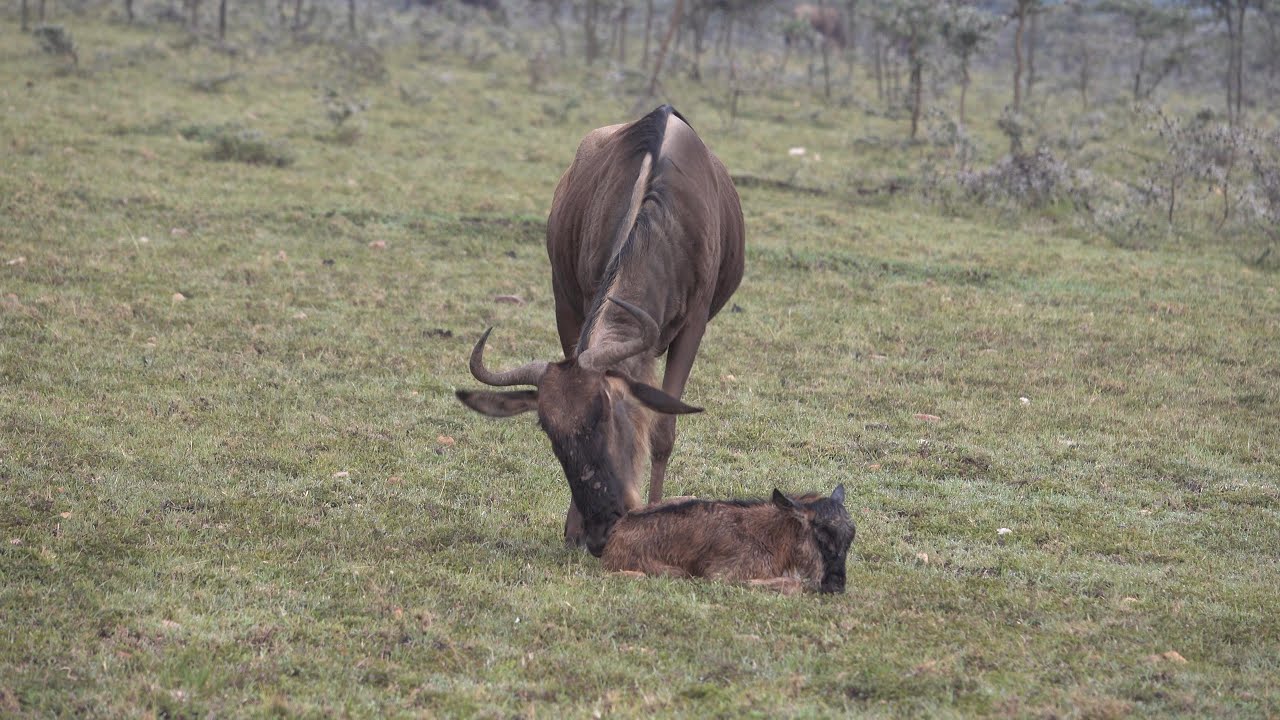 Wildebeest mom urges newborn to get up on its feet and run