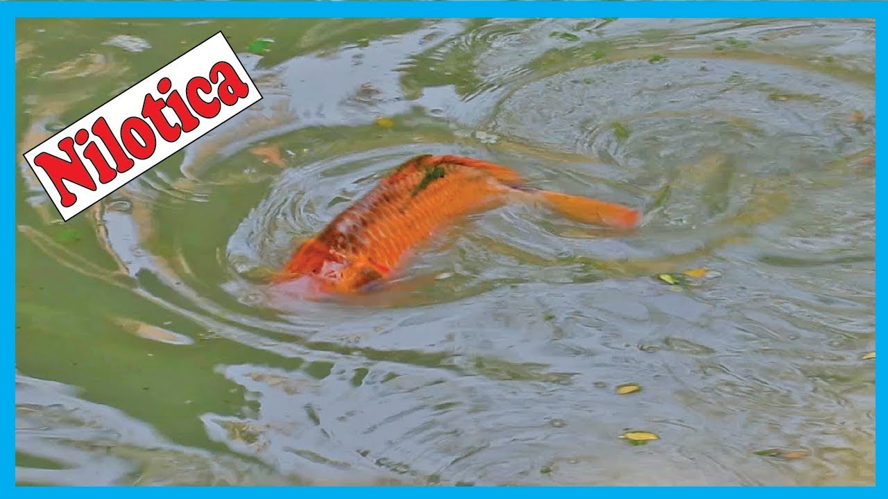 Big Nilotica Fish Catching in Family Fish Pond- Live Catching Fish | Fish Corn