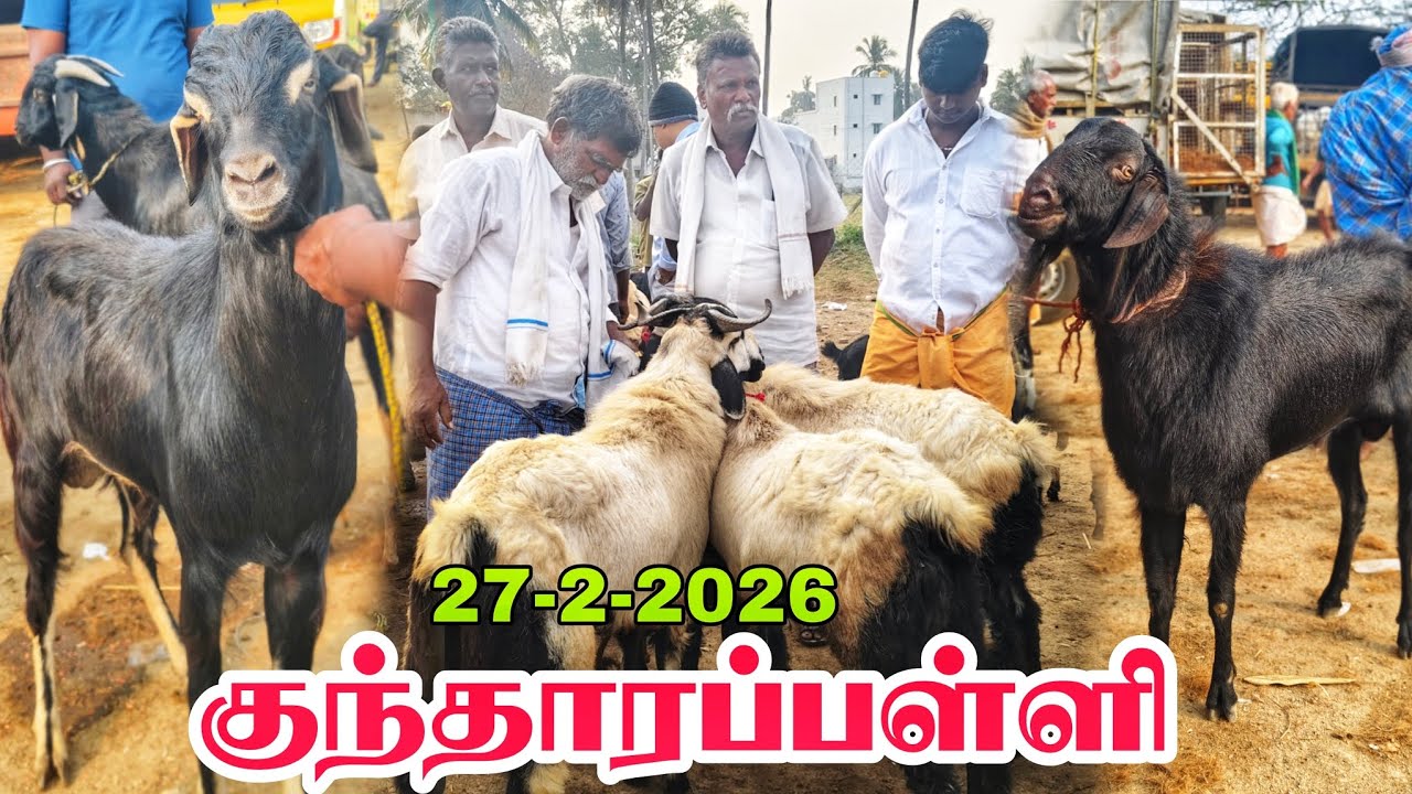 27-2-2026 kundarapalli Friday Biggest market Krishnagiri district price details in tamilnadu 