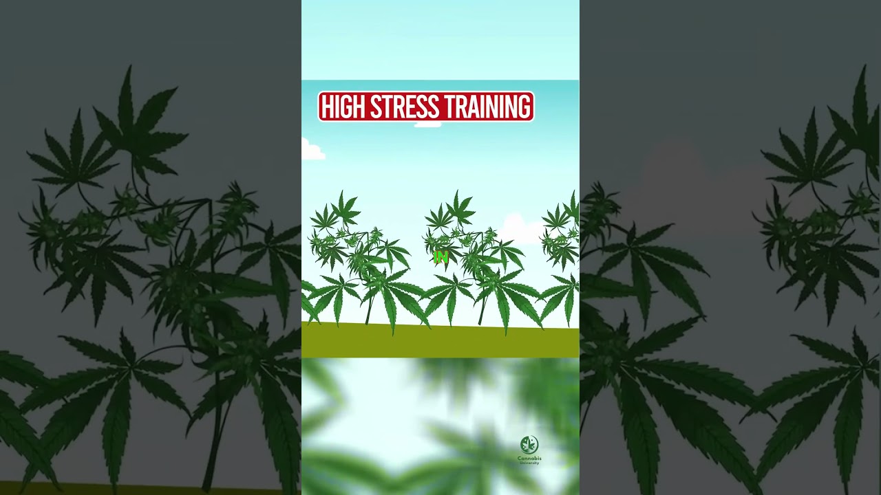 HST The Marine Boot Camp for Your Cannabis Plants!