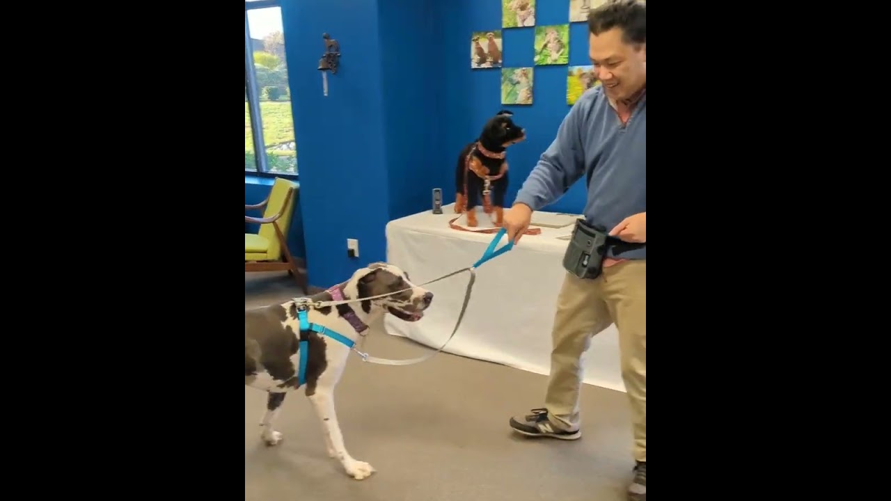 Quick training tips for working with the Freedom No-Pull Harness