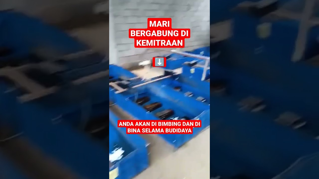 Budidaya lobster air tawar sistem kemitraan