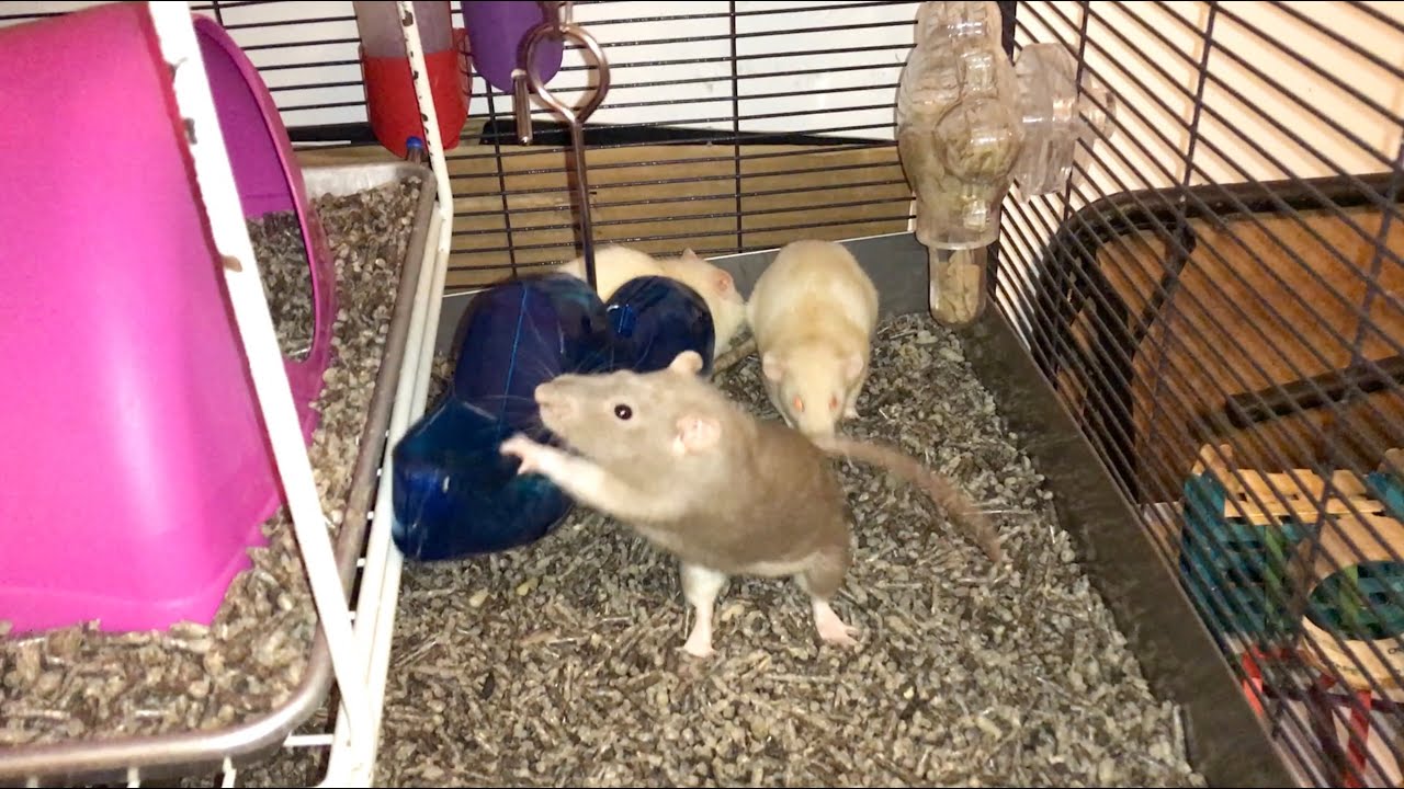 Rat Foraging Friday #12 (Featherland Paradise See Saw)