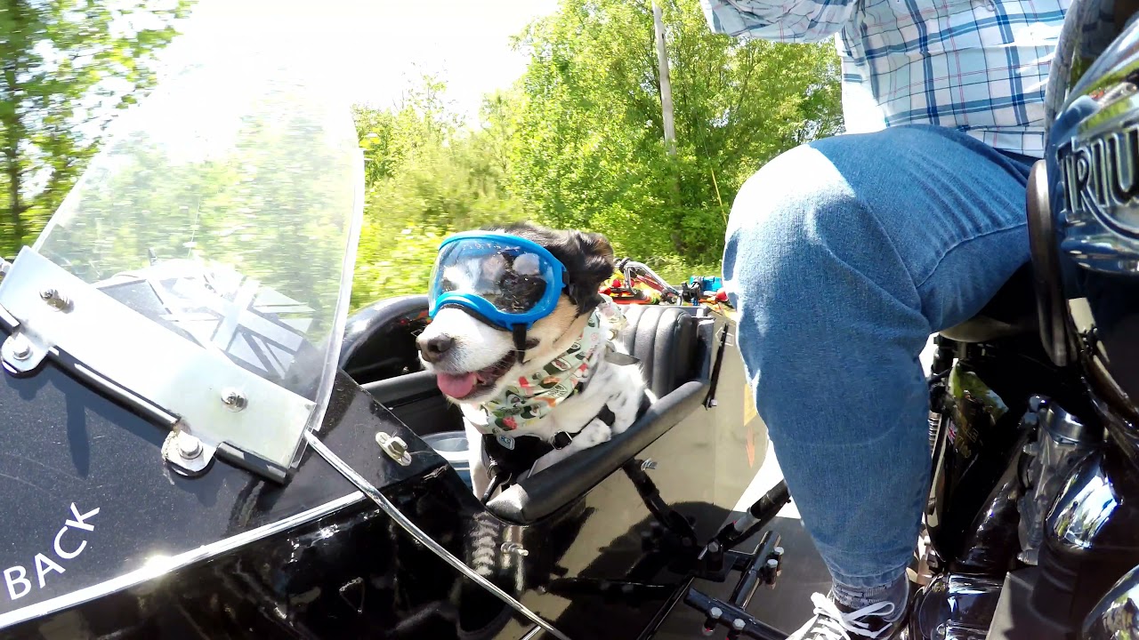 Pet Dog Enjoys Motorcycle Ride With Owner While Sitting in the Sidecar - 1195862