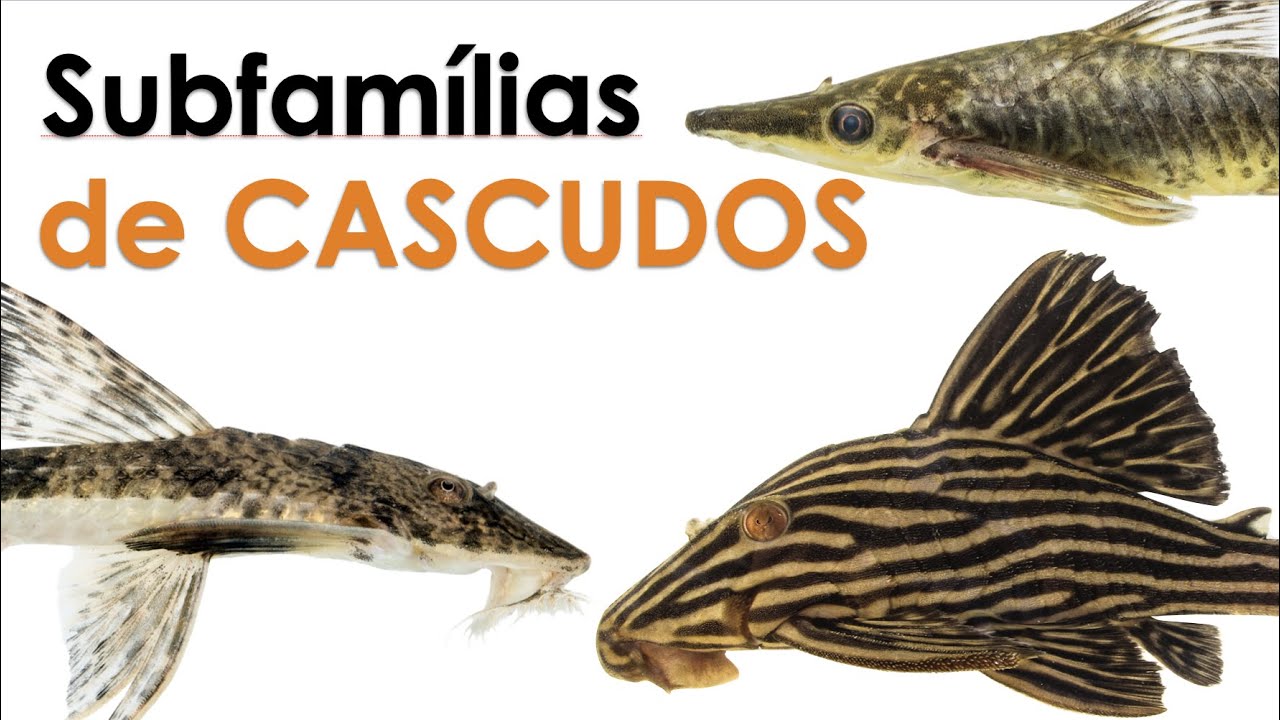 Variedades de cascudos: entendendo as subfamílias de Loricariidae