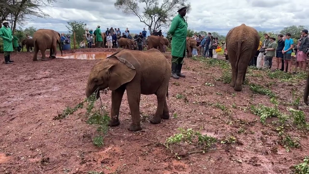 #baby #elephant in elephant #nursery in #nairobi #kenya #cute #wildlife #nature #conservation 7