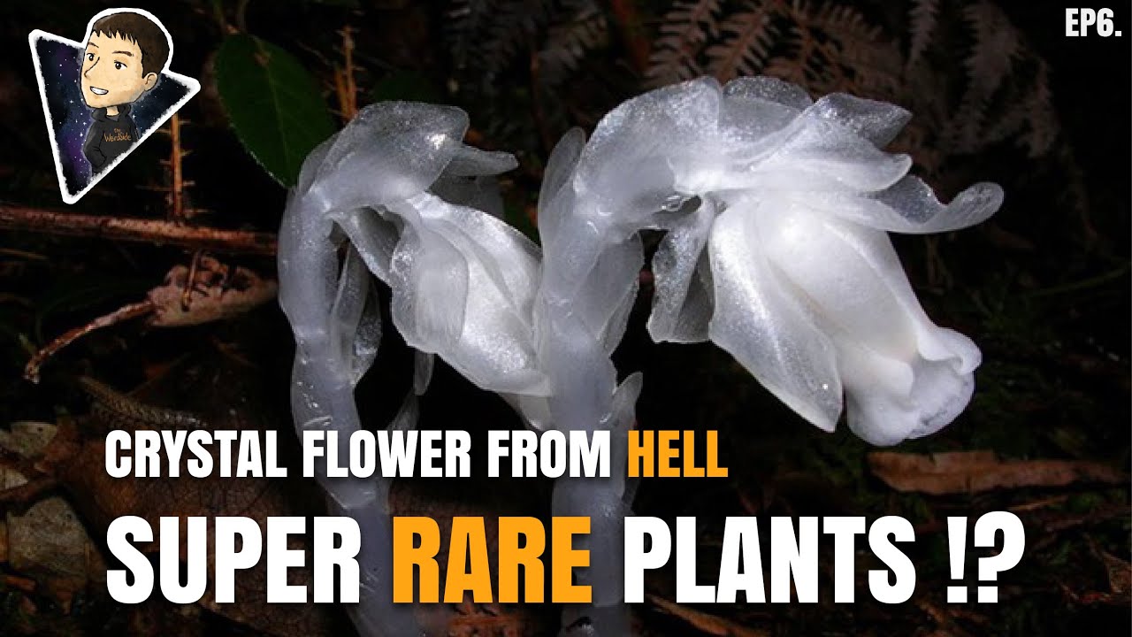 5 Super Rare Unique Plants on Earth