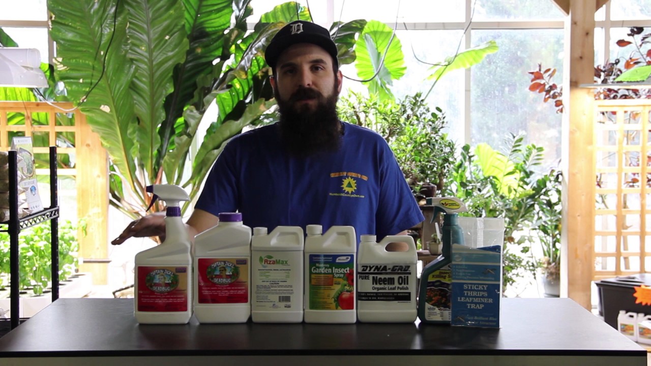 How to Kill Thrips in your Grow Room