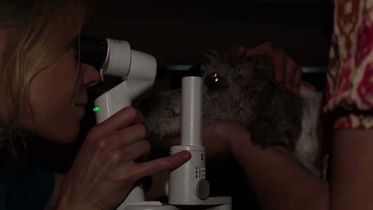 Onderzoek met de spleetlamp