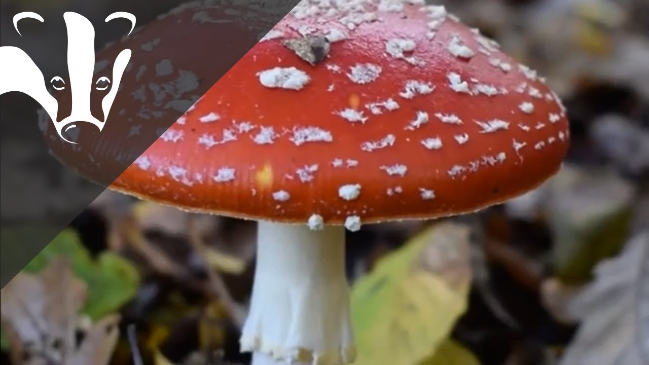 Fly Agaric