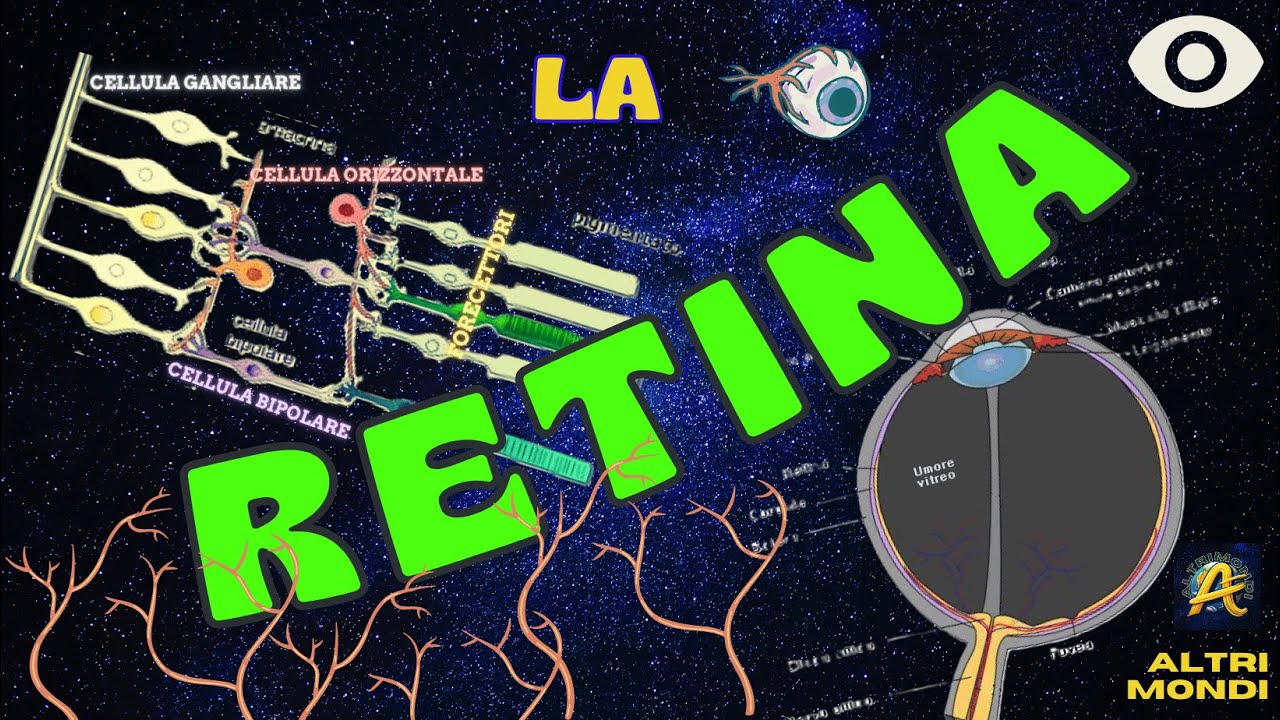 🔍 Struttura della Retina: Alla Scoperta del Cuore della Visione 🧠✨