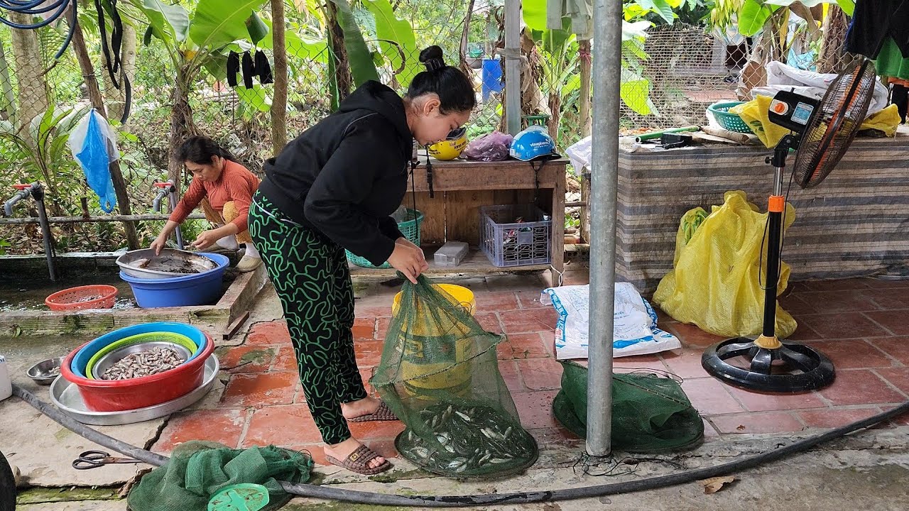 Trúng Cá Chốt Đem Lên Làm Chuẩn Bị Bán Chợ Chiều | HLDT 992