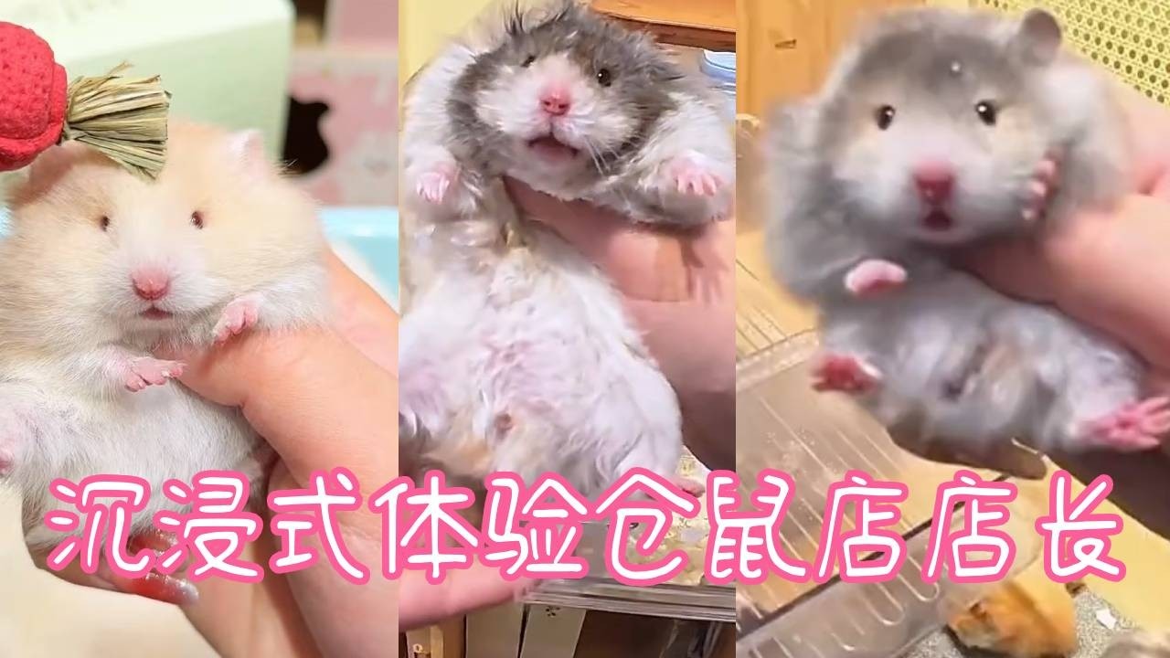 沉浸式體驗倉鼠店店長的一天！快來帶著小鼠們迎接客戶吧！🐹【一只笨鼠】#仓鼠 #pets #hamster #food #cute #animals #cake
