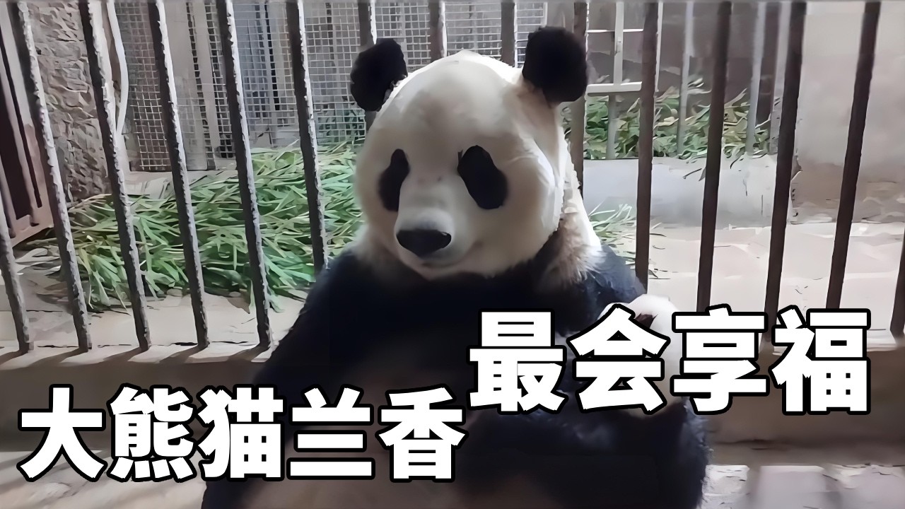 兰香真不愧是最会享福的大熊猫，不仅坐月子要三个月嫂伺候，连工作单位和对象也都是自己选的。【你好大熊猫】#大熊猫兰香 #不止我一个想rua大熊猫 #来这吸熊猫 #大熊猫 #国宝