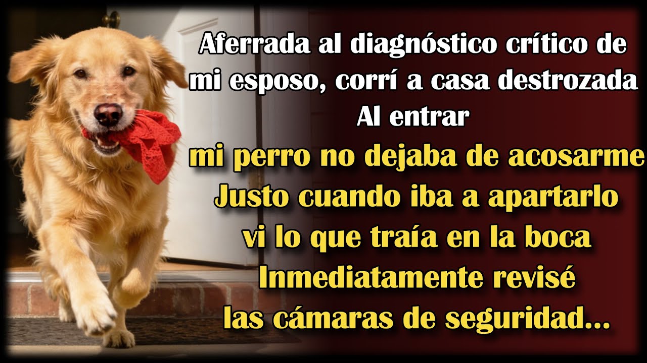 Con el diagnóstico grave de mi esposo, corrí a vender la casa. Pero mi perro, ansioso, me trajo esto