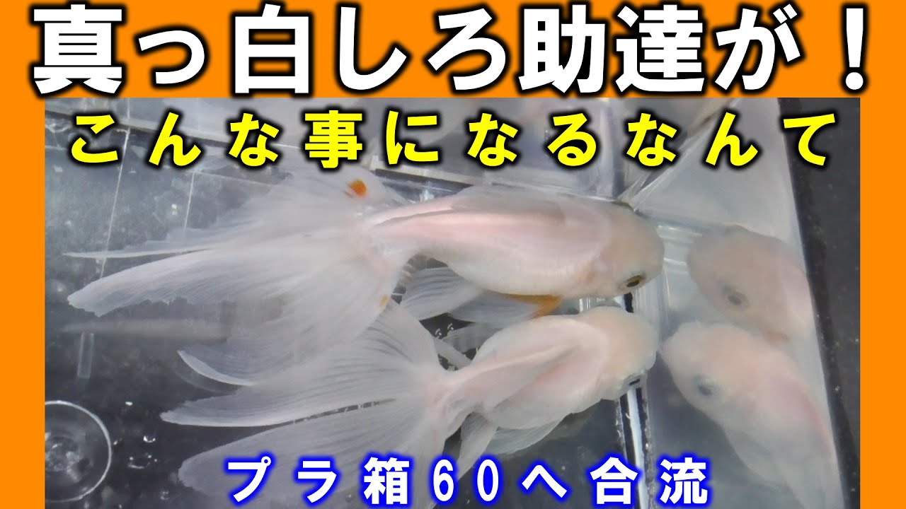【金魚】オランダ獅子頭～真っ白しろ助達をプラ箱６０へ移動します