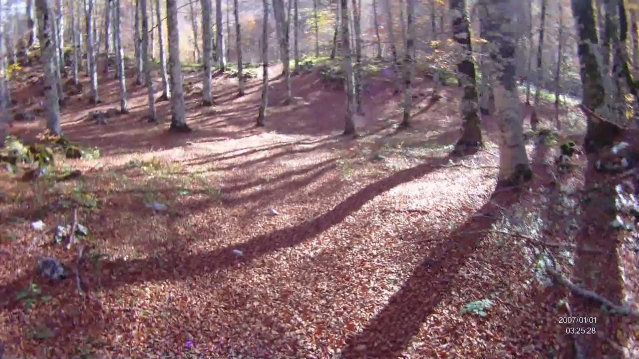 sotto bosco