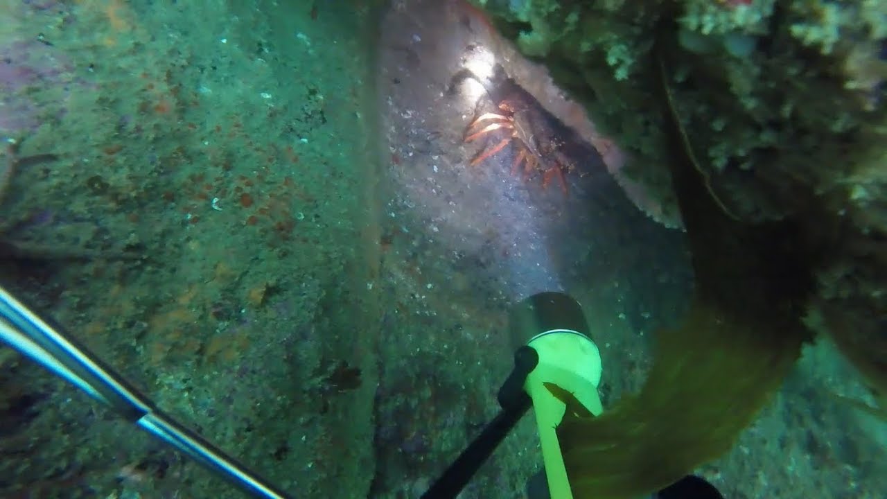 Diving Doubtless Bay | Crayfish