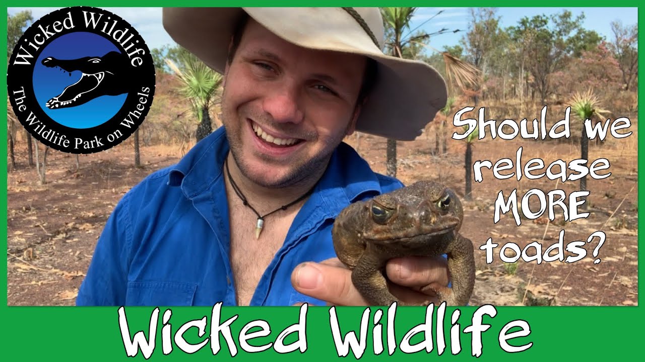 The Cane Toad - An Amphibious Catastrophe
