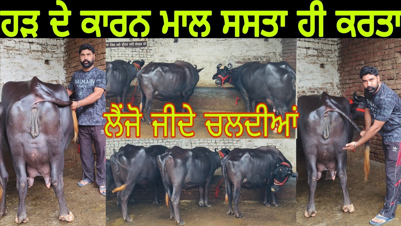 ਹੜ ਨੇ ਕਰਤੇ ਪਸ਼ੂ ਸਸਤੇ ਲੁੱਟ ਲਵੋ ਮੇਲਾ 9888106784
